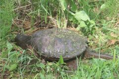 Snapping-Turtle-Female-June-2-2016