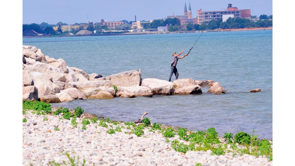 Detroit River STURGEON Caught on SHORE-Detroit River Shore WALLEYE