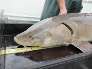 CuriosiD: How do you catch fish in the Detroit River? And are they