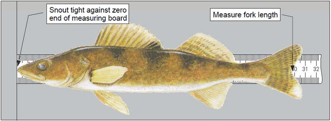 32 Walleye Fish Measuring Board