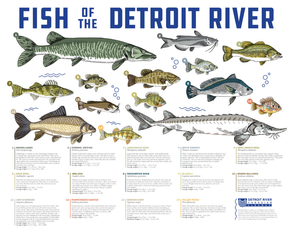 Detroit River STURGEON Caught on SHORE-Detroit River Shore WALLEYE